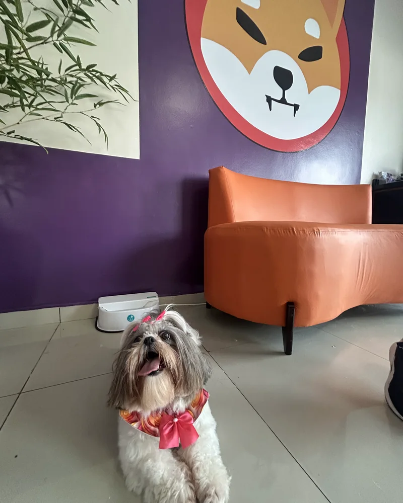 Shih tzu de laço rosa na recepção do Shiba Pet Care